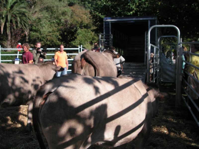 vacas (10)  FOTOS IMAGENES